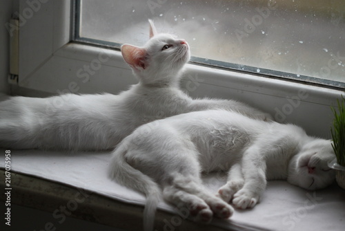 White kittens relax, very beautiful pets