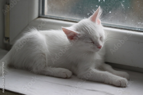 Cute kitten relax, beautiful baby