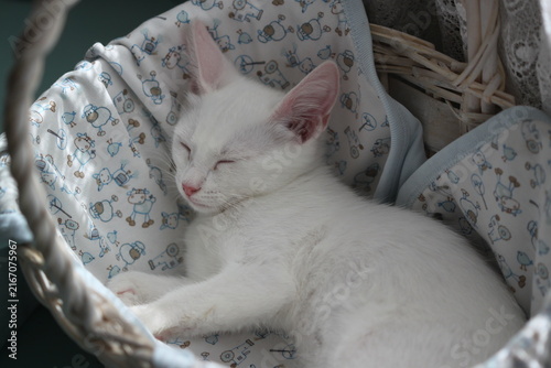 Cute cat relax, very beautiful kitten