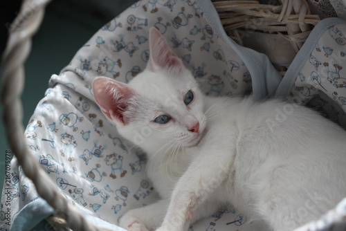 White cat with blue eyes, cute animal