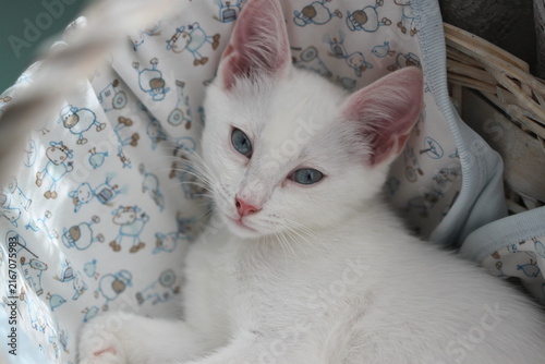 Cat with cute blue eyes
