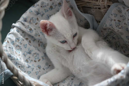 White kitten with blue eyes