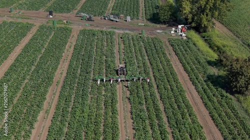 Farm Workers Harvesting Zucchini and Loading Crates onto a Tractor – Aerial View, Italy