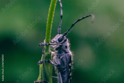 Bild auf Leinwand Extreme Macro Portrait of Longhorn Beetle (Saperda scalaris)