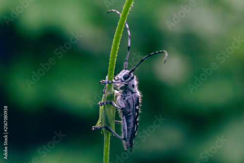 Quadro su tela Longhorn Beetle (Saperda scalaris) Climbing Green Plant Stem
