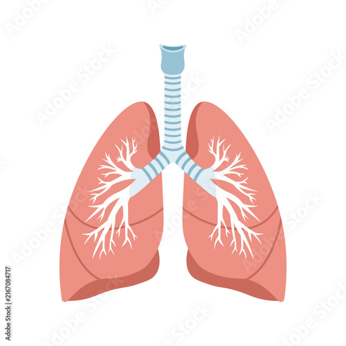 Фотография Human lungs anatomy illustration with bronchial tree