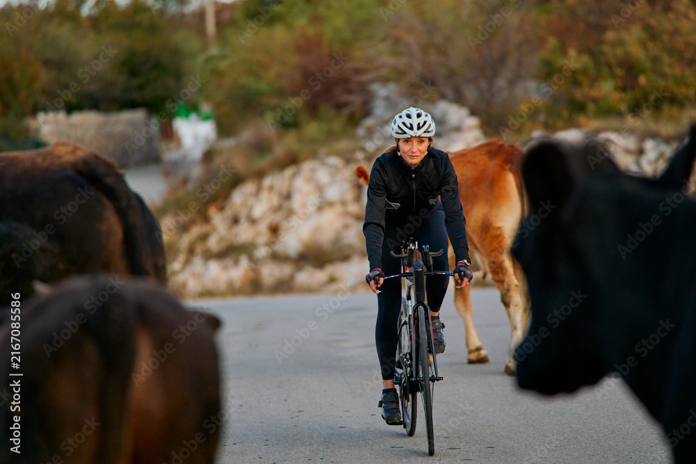Fototapeta premium Woman Cyclist Riding Road Bike Through Cattle on Rural Country Road at Sunrise