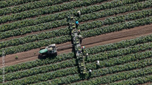 Zucchini Harvest in Italy. Farm Workers Picking and Packing Fresh Squash from the Field