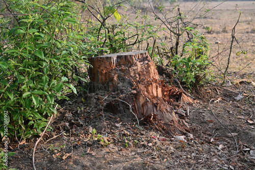 Reddish brown tree stump. Its surrounded by low-growing green foliage and dry, bare ground. The stump is the central focus, showing its rugged texture from being cut.
