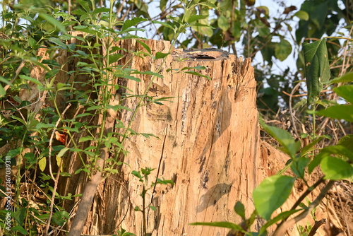 Reddish brown tree stump. Its surrounded by low-growing green foliage and dry, bare ground. The stump is the central focus, showing its rugged texture from being cut.
