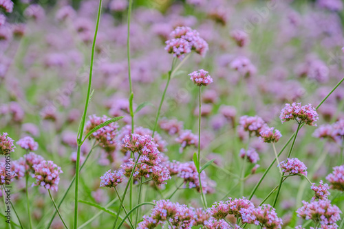vivid violet colored verbena flowers field in the wind blowing