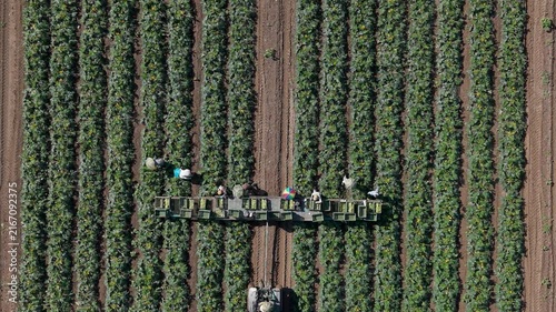 Aerial View of Workers Harvesting Fresh Zucchini in an Italian Field