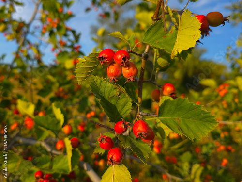 Canvastavla Hawthorn fruits ripen at the end of summer.