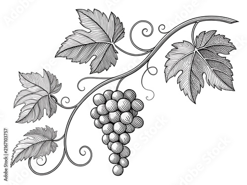 Elegant black and white grapevine with leaves and bunch illustration
