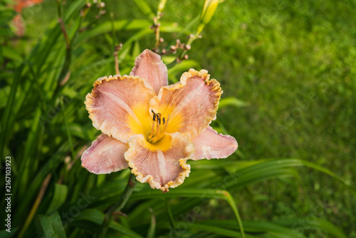 Bild auf Leinwand Hemerocallis fulva daylily with ruffled petals in a home garden