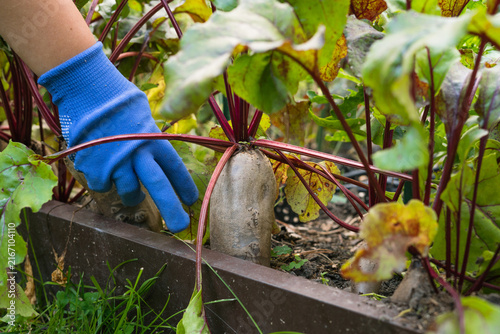 Hand picking ripe beetroots from a garden bed with green leaves  