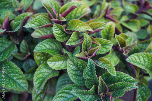 Foto Lush, textured green leaves of a coleus plant featuring vibrant magenta and purple undersides, showcasing detailed botanical vein patterns