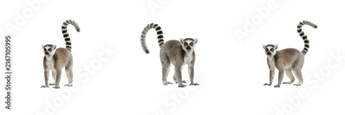 Fotografía Set of three ring-tailed lemurs standing isolated on white background wild prima