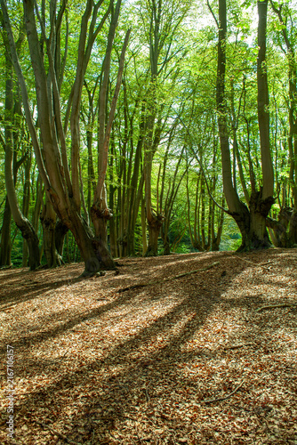 Quadro su tela Sun streams through the green leaves of ancient pollarded beech trees in Epping