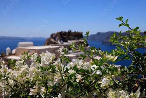 Obraz na płótnie White bougainvillea flowers with blurred caldera and coastal buildings, Santorin
