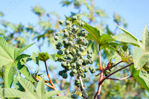 Cluster of green castor bean seed pods growing on plant against sunny blue sky.