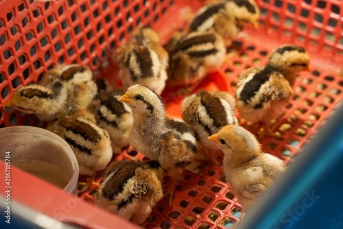 Group of newborn baby chicks sitting inside a red plastic crate in a poultry farm.