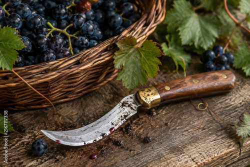 Curved pruning knife with soil traces beside a basket of black grapes.