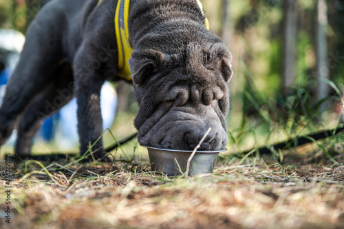 Cute Shar Pei dog resting outdoors in a forested natural setting on a sunny day. High quality photo