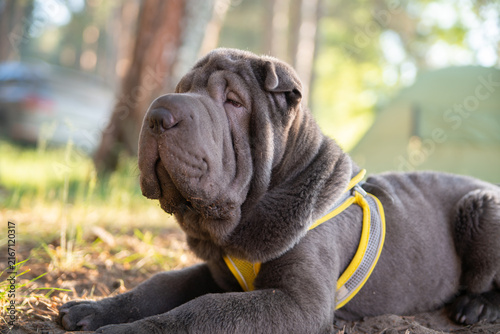 Photography Cute Shar Pei dog resting outdoors in a forested natural setting on a sunny day