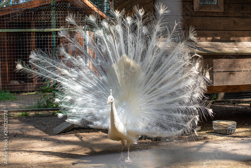 White peacock displaying its magnificent feathers outdoors in a sunny natural setting. High quality photo