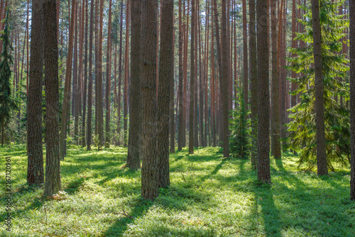 Sunlight filtering through a dense pine forest with tall straight trees and green vegetation on a warm summer day. High quality photo
