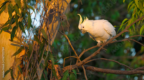 Canvastavla Sulphur crested cockatoo perched alone in eucalyptus branches