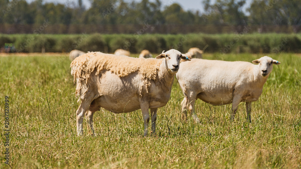 Obraz premium Sheep with shedding wool in grassy rural paddock