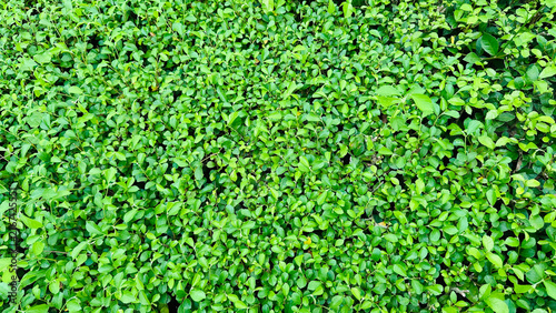 Photography Dense green hedge of small glossy leaves, natural foliage background