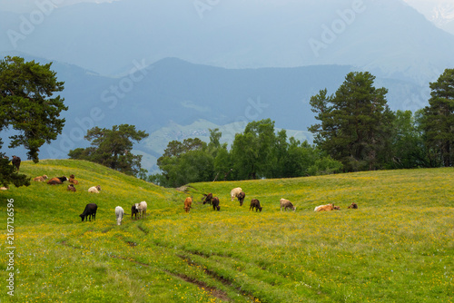 A herd of cows grazing peacefully in a wide open meadow surrounded by the beautiful landscapes of the Georgian land