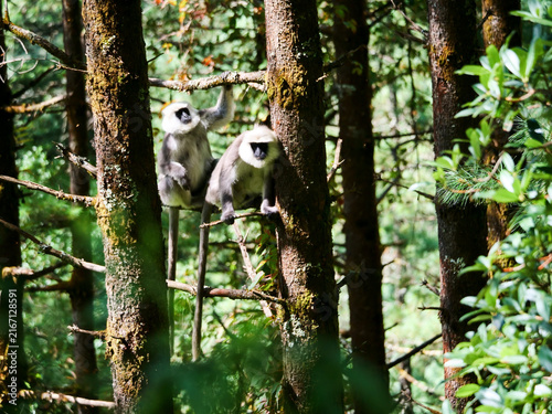 Photography Grey langur monkeys on trees in Himalayas forest, Three Passes Trek route near S