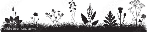 Black Silhouette of Curved Rose Branch with Blooms and Buds