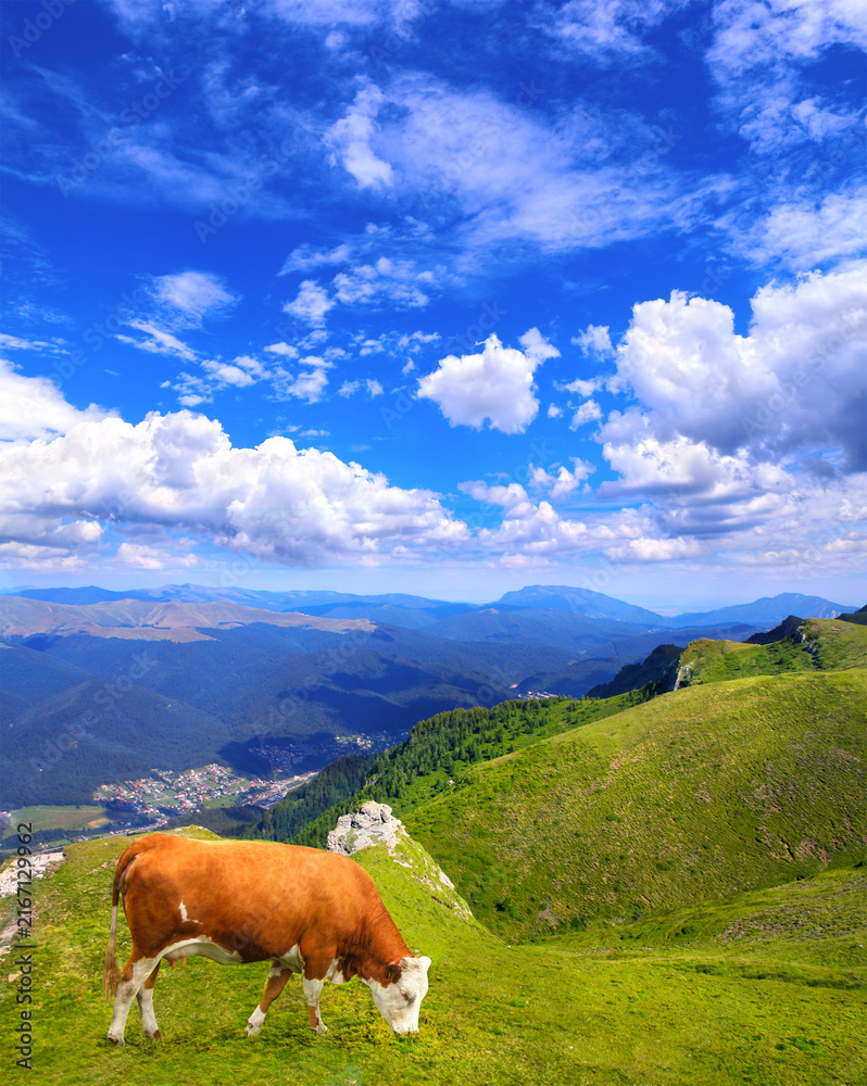 Naklejka premium Cow grazing in a mountain meadow in Carpathian mountains, Romania. View of idyllic mountain scenery with green grass and red cow on sunny day. Beautiful landscape of Carpathian mountain, Europe