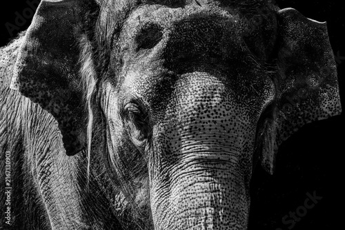 Black and white close-up portrait of an Asian elephant very detailed and high resolution