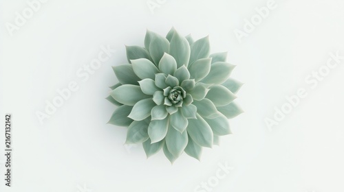 Green succulent plant alone on plain white surface