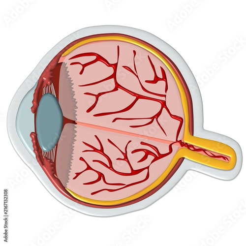 Obraz na płótnie 3D human eye anatomy cross-section