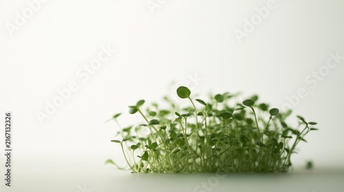 Tiny green sprouts grow on clean white surface