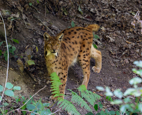 Photography Eurasian lynx standing on a forest floor and looking directly at the camera, sur