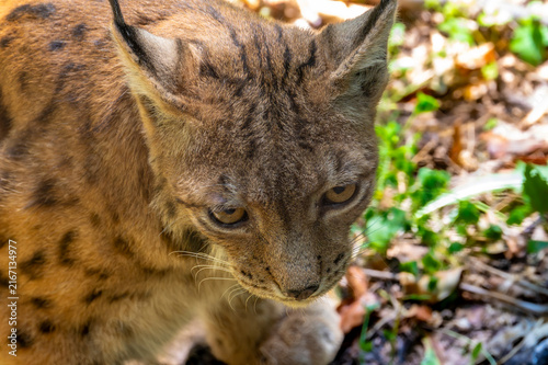 Canvas Print Close-up portrait of a Eurasian lynx looking downward in a forest, showing its s