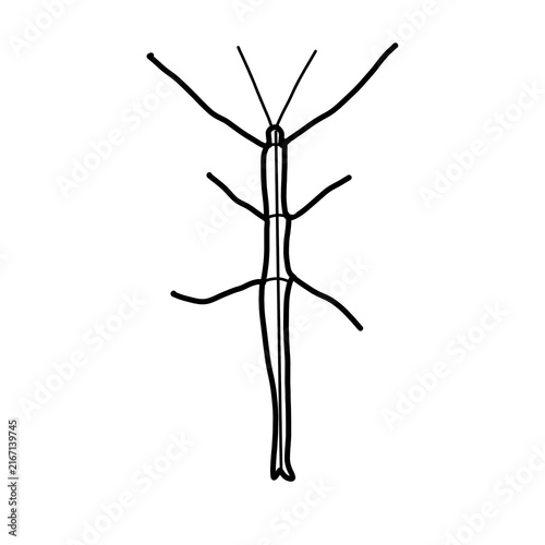 stick insect Australia Animal Habitat Hand drawn Organic line