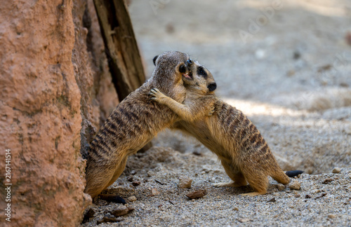 Two meerkats standing together and embracing near a rock, showing social behavior and interaction while one animal holds the other in a natural wildlife scene