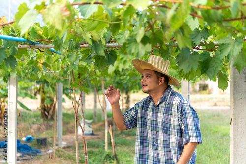 Obraz na plátně Male farmer wearing straw hat inspects healthy grapevines vineyard representing
