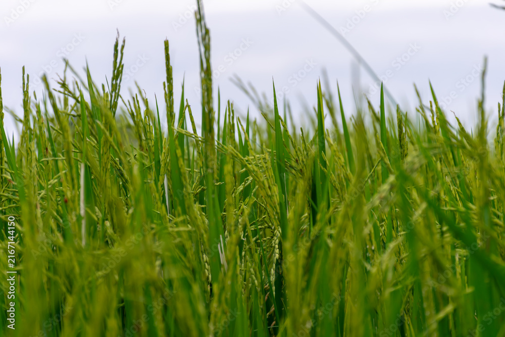 Obraz premium Close up of green rice plants developing grains growing lush paddy field showing agriculture farming crop cultivation food production rural nature