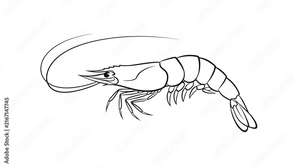 Fototapeta premium Clean black and white line art drawing of a single shrimp isolated over white background for cooking menu.