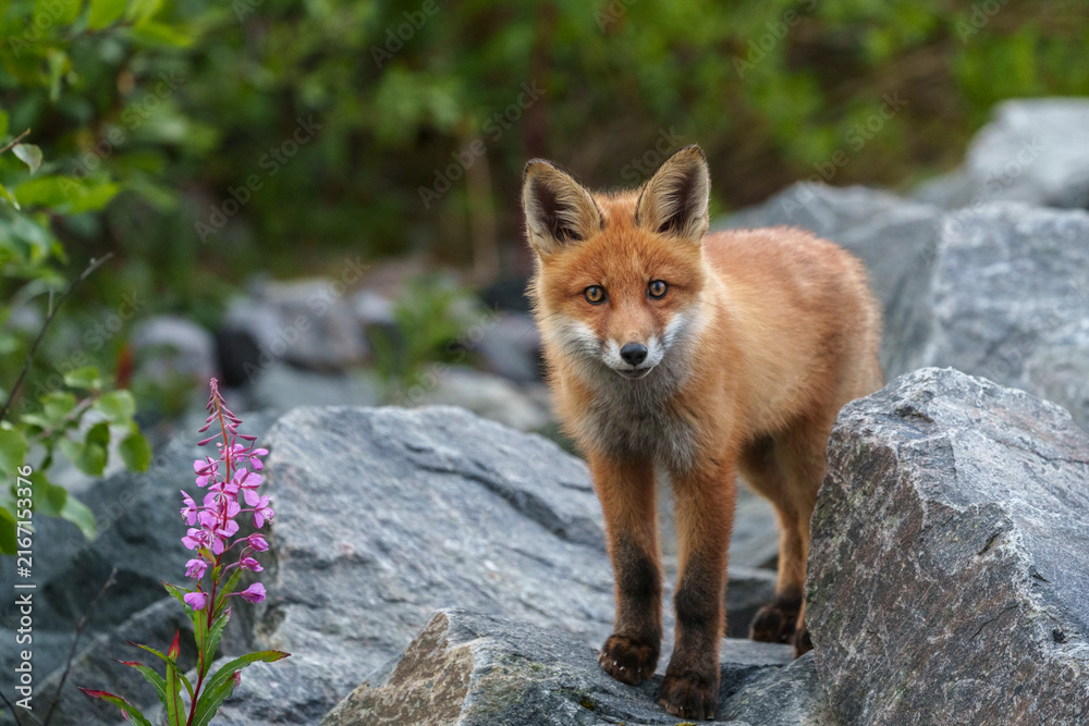 Obraz premium Red fox, Vulpes vulpes